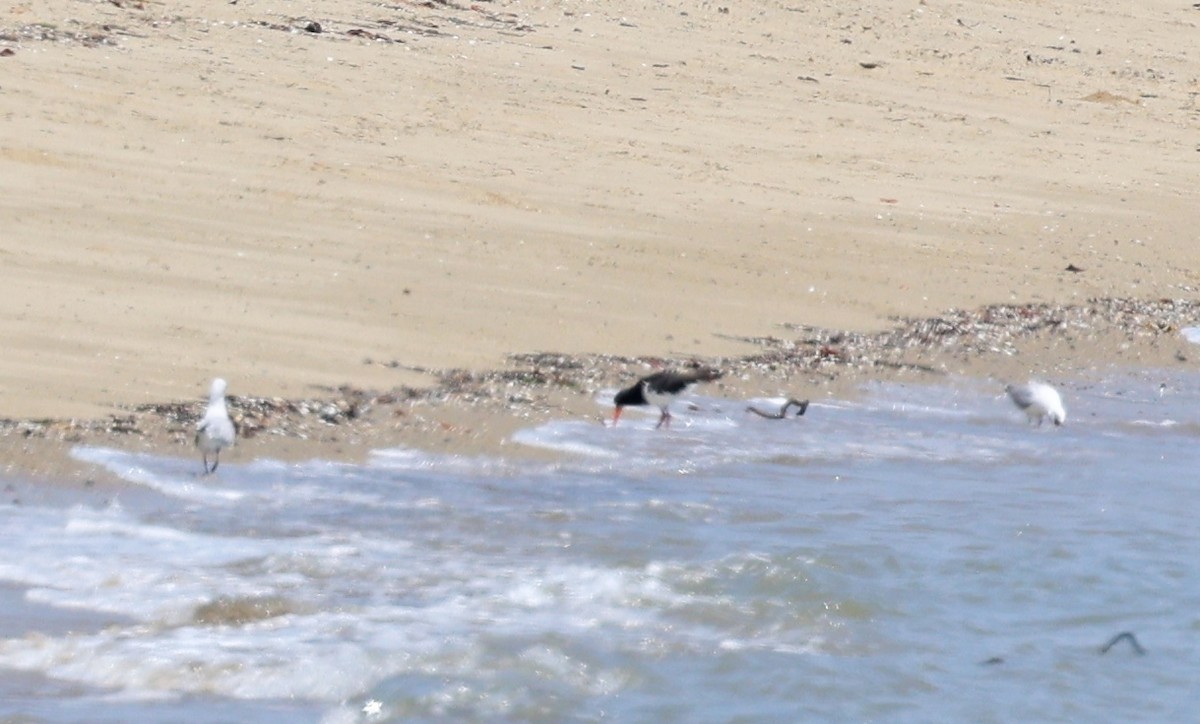 Pied Oystercatcher - ML646772871