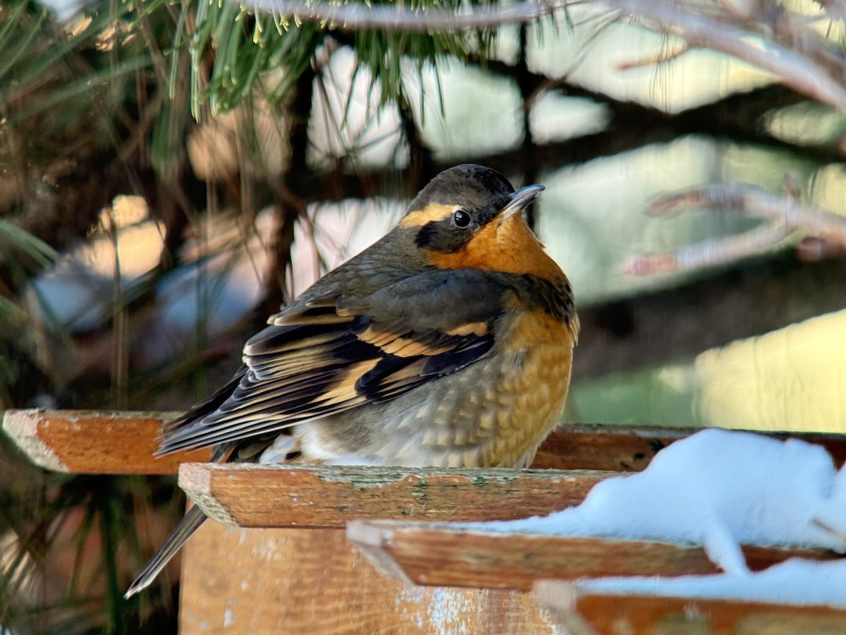 Varied Thrush - ML646772872
