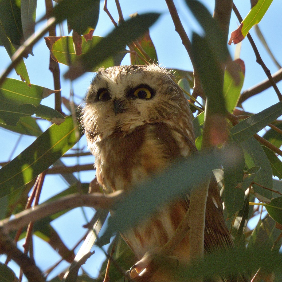 Northern Saw-whet Owl - ML646772873