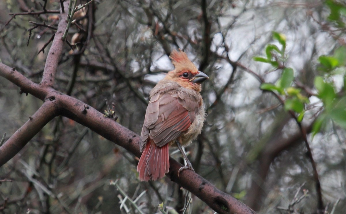 Northern Cardinal - ML646772879