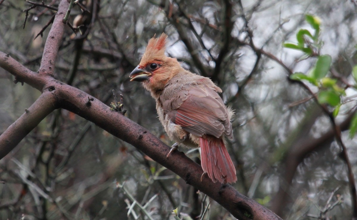 Northern Cardinal - ML646772880