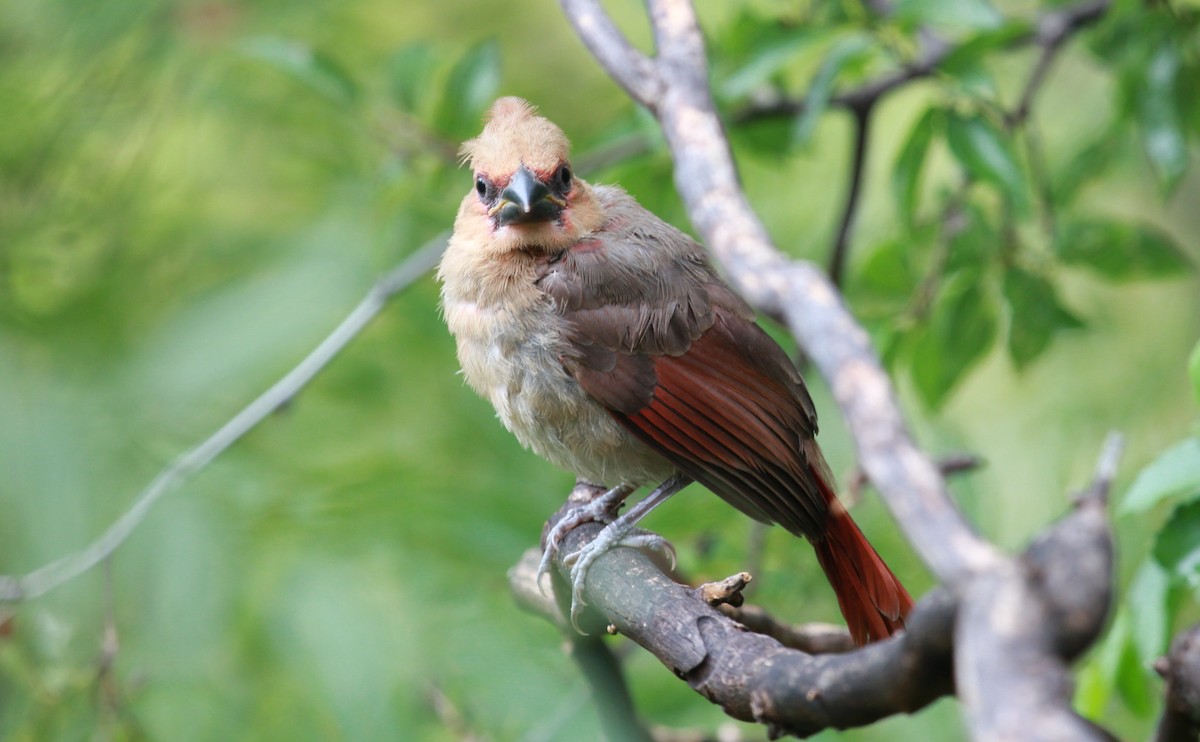 Northern Cardinal - ML646772881