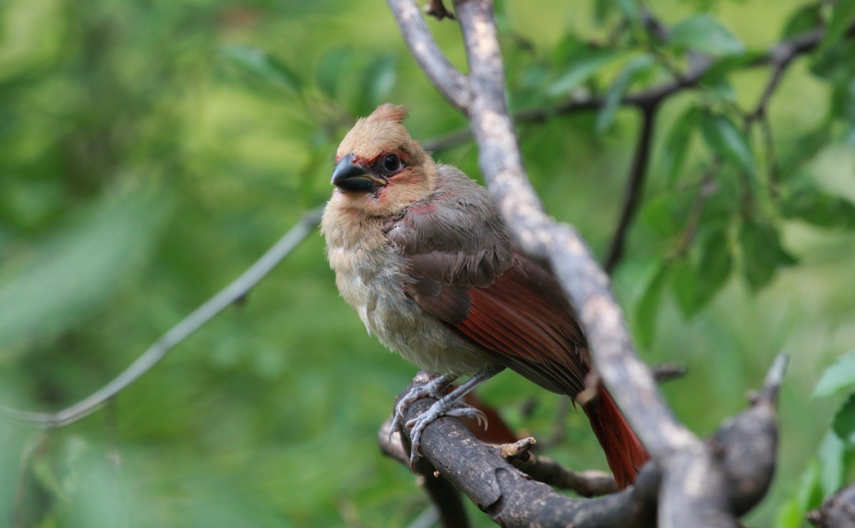 Northern Cardinal - ML646772882