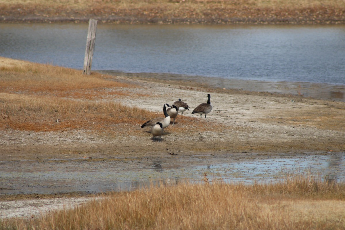 Canada Goose - ML646772883