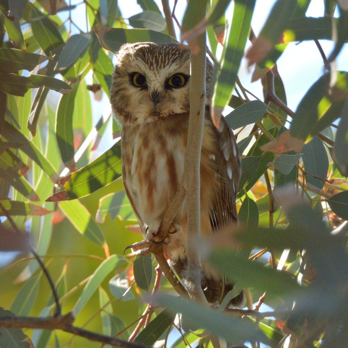 Northern Saw-whet Owl - ML646772884