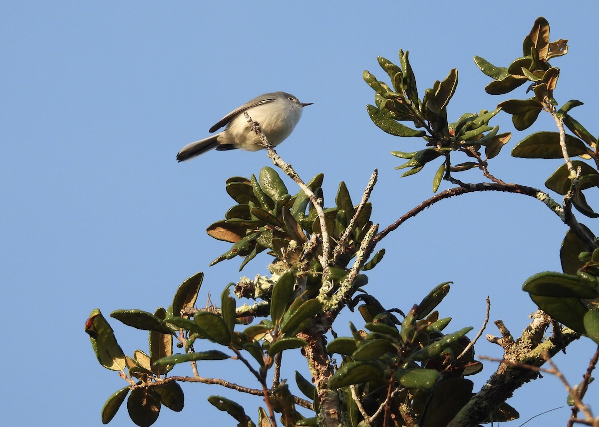 Blue-gray Gnatcatcher - ML646772885