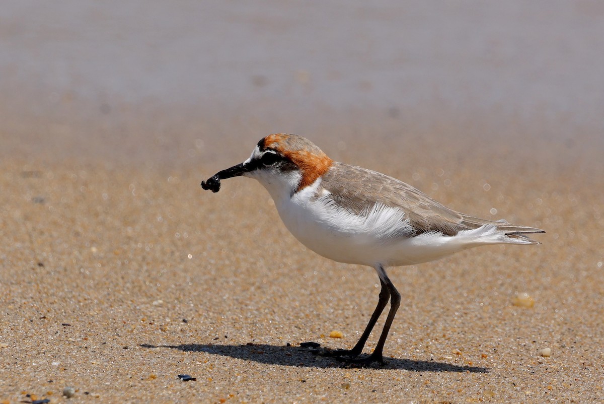Red-capped Plover - ML646772886