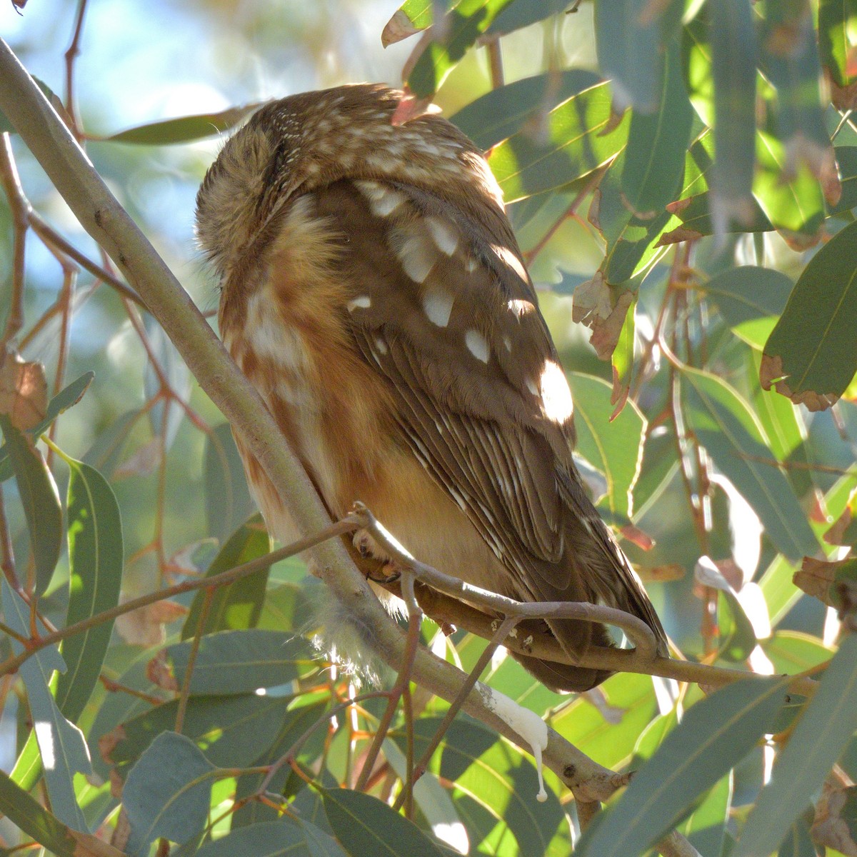 Northern Saw-whet Owl - ML646772887