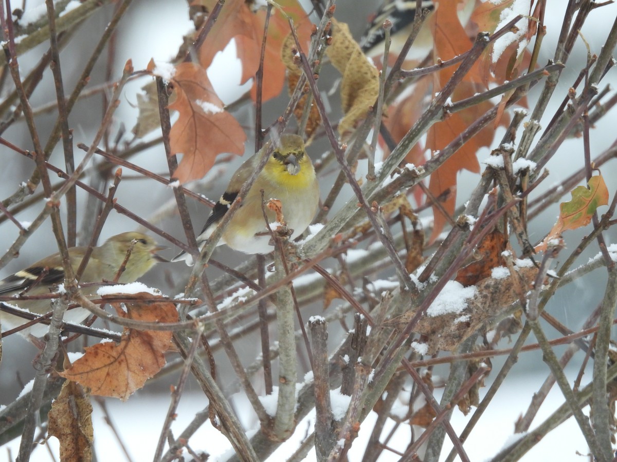 čížek žlutý - ML646772890