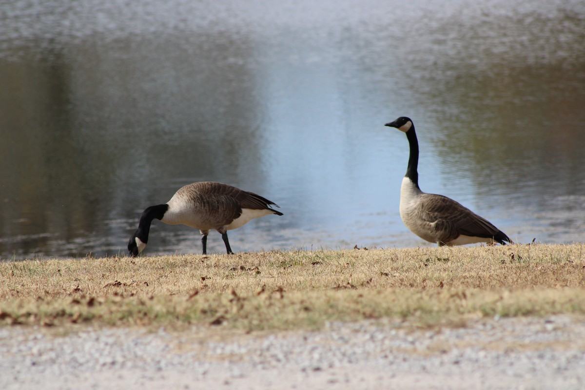 Canada Goose - ML646772892