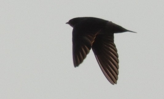 Cliff Swallow (pyrrhonota Group) - ML646772893