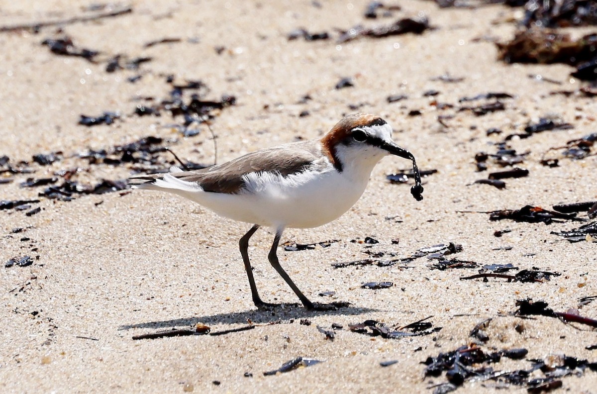 Red-capped Plover - ML646772894