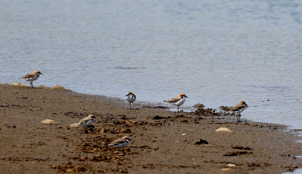 Red-capped Plover - ML646772895