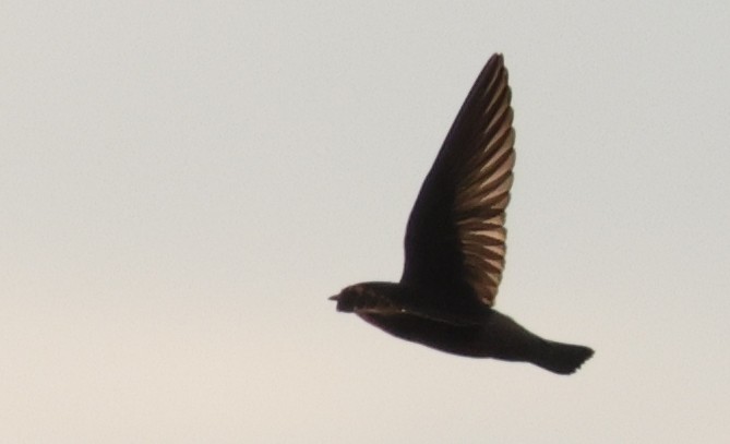Cliff Swallow (pyrrhonota Group) - ML646772897