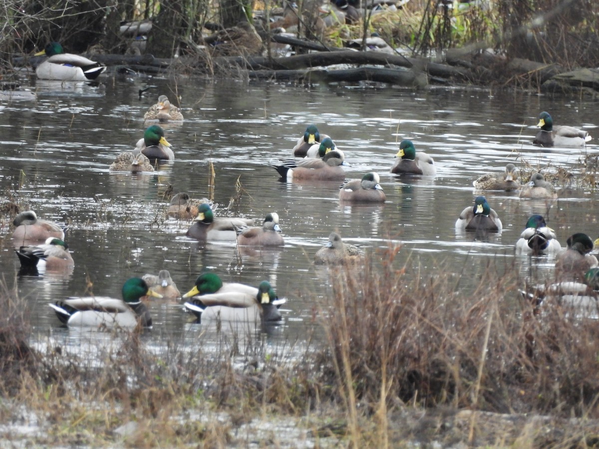 American Wigeon - ML646772905