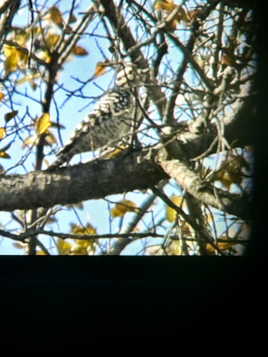 Ladder-backed Woodpecker - ML646772906