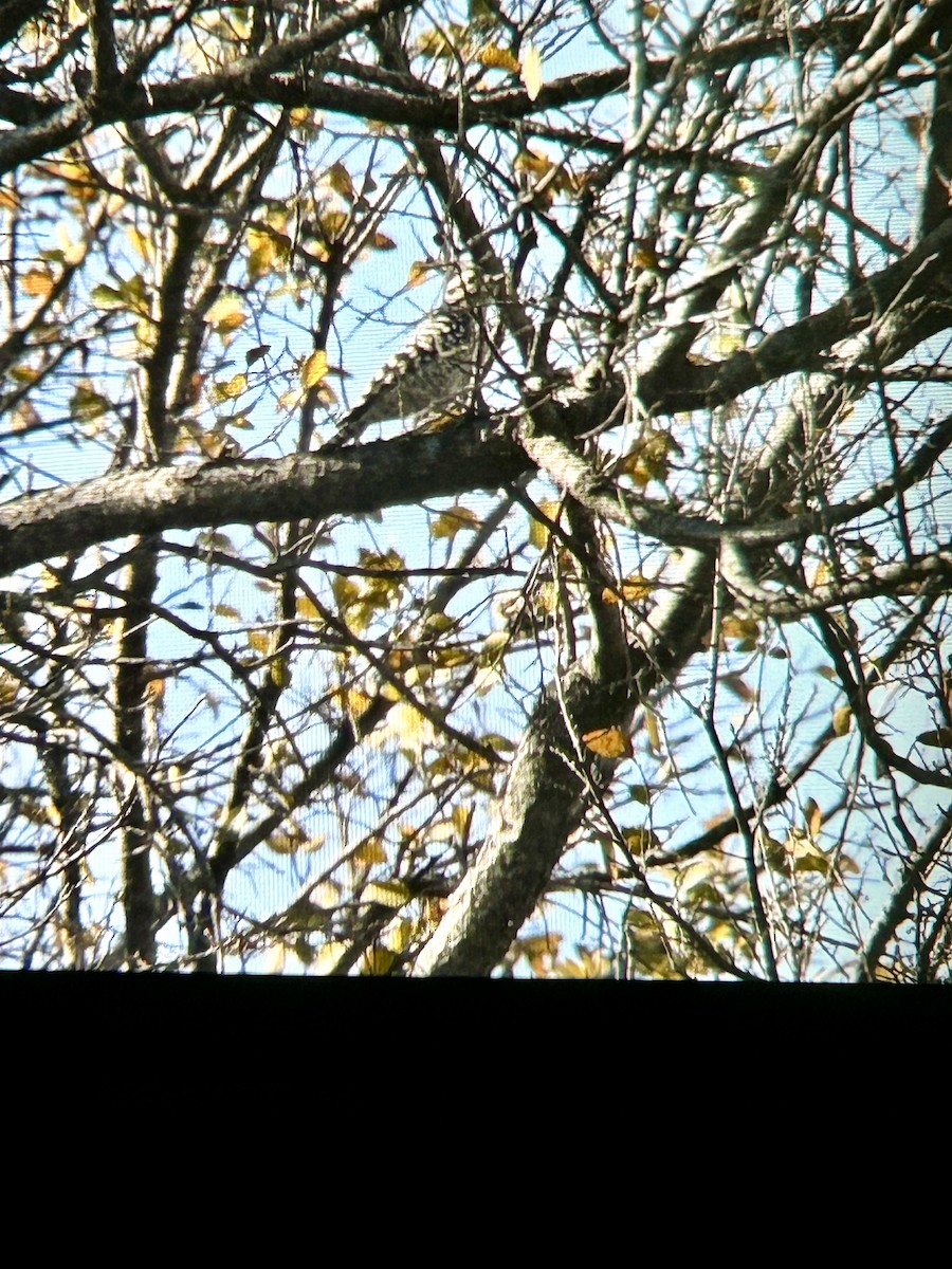 Ladder-backed Woodpecker - ML646772907