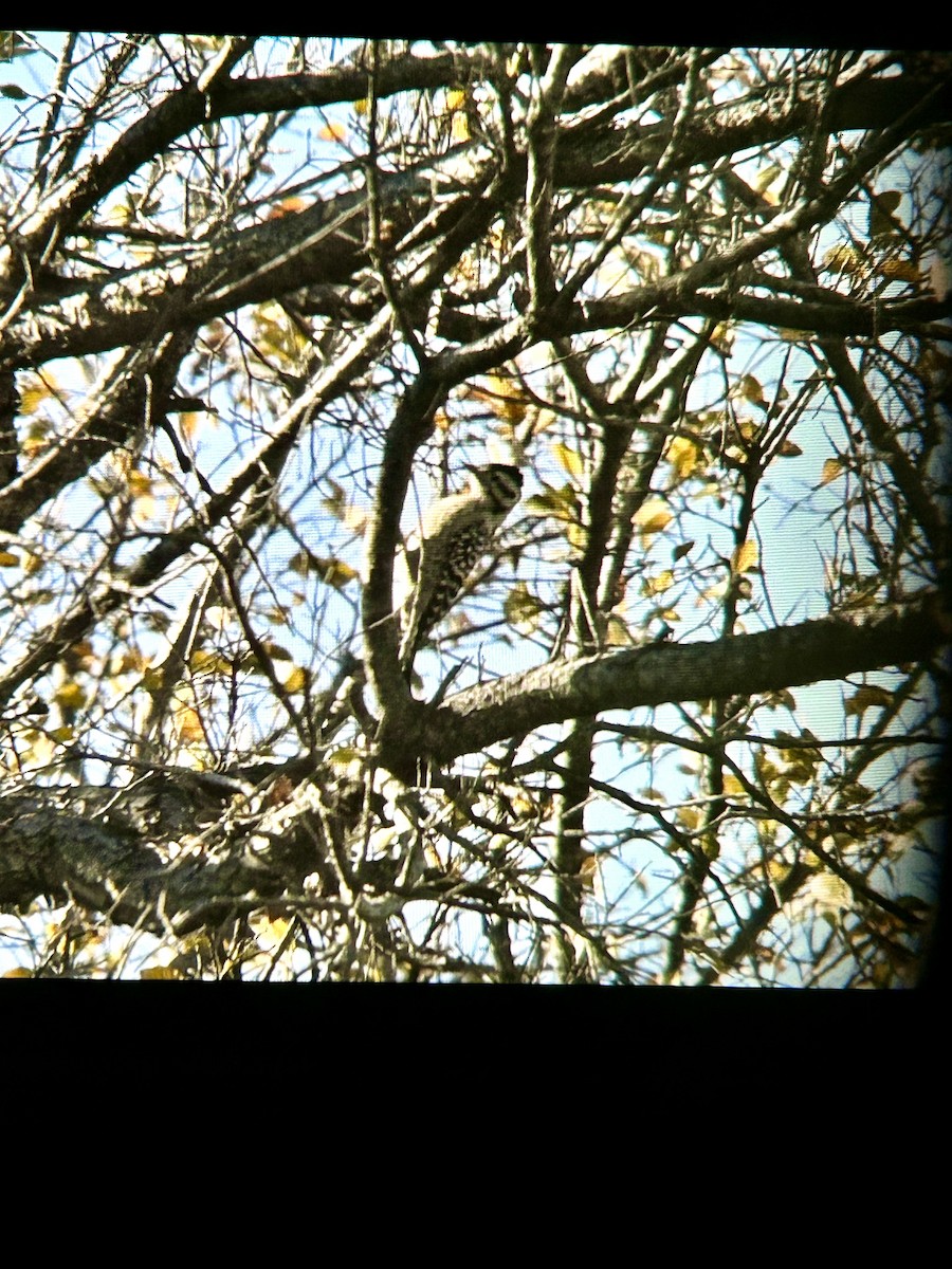 Ladder-backed Woodpecker - ML646772908