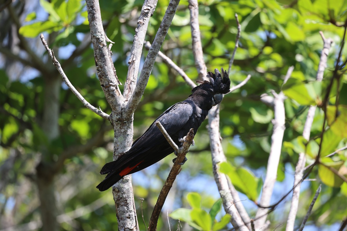 Red-tailed Black-Cockatoo - ML646772909