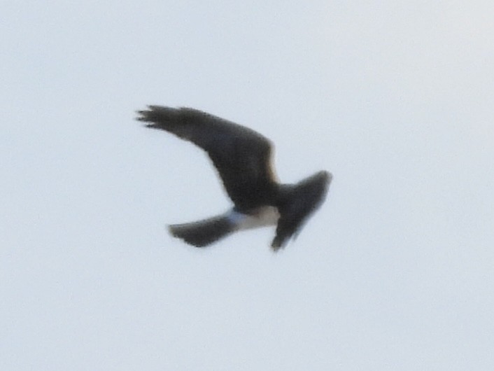 Northern Harrier - ML646772911