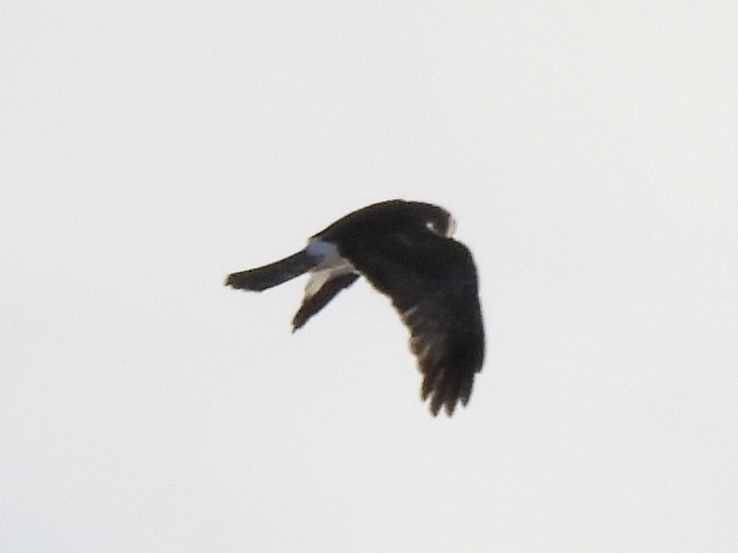 Northern Harrier - ML646772912