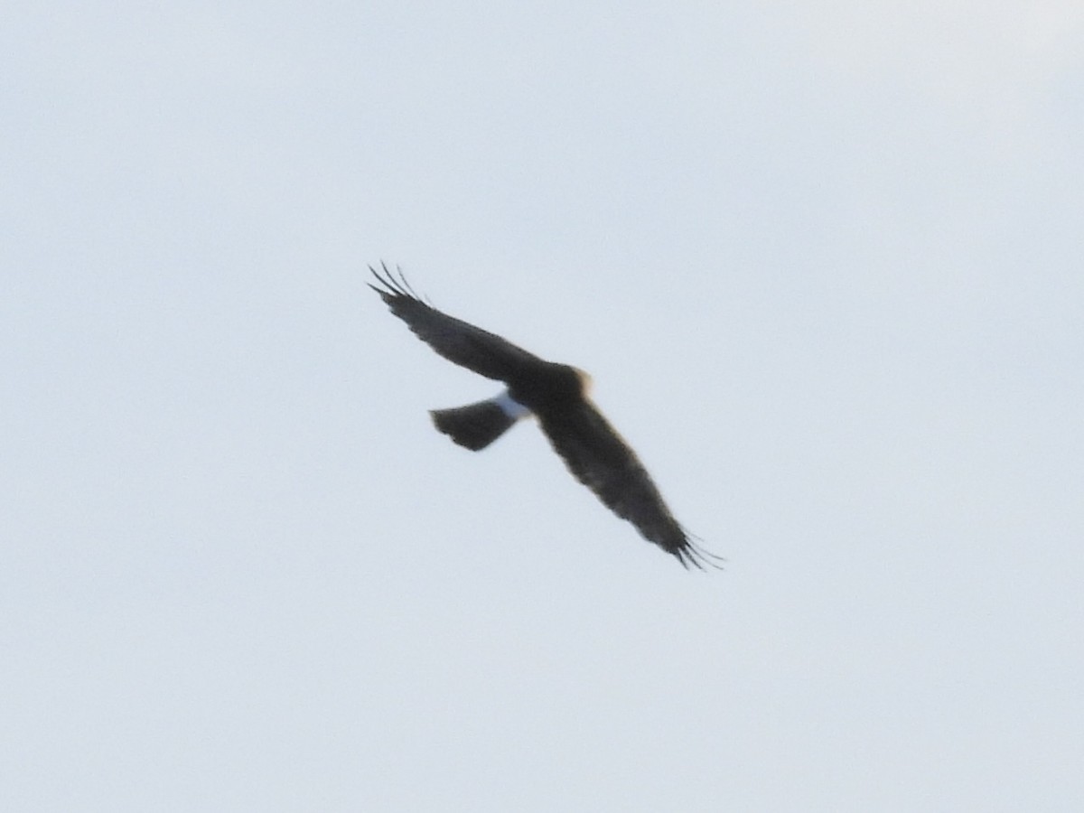 Northern Harrier - ML646772913