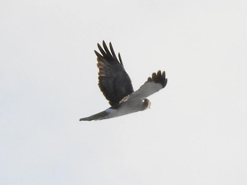 Northern Harrier - ML646772914
