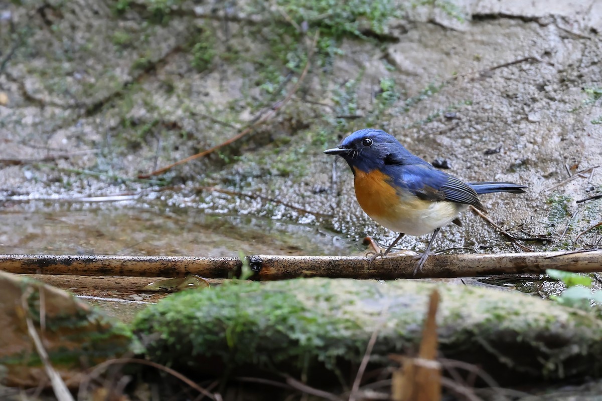 Hainan Blue Flycatcher (Western Orange-breasted) - ML646772920