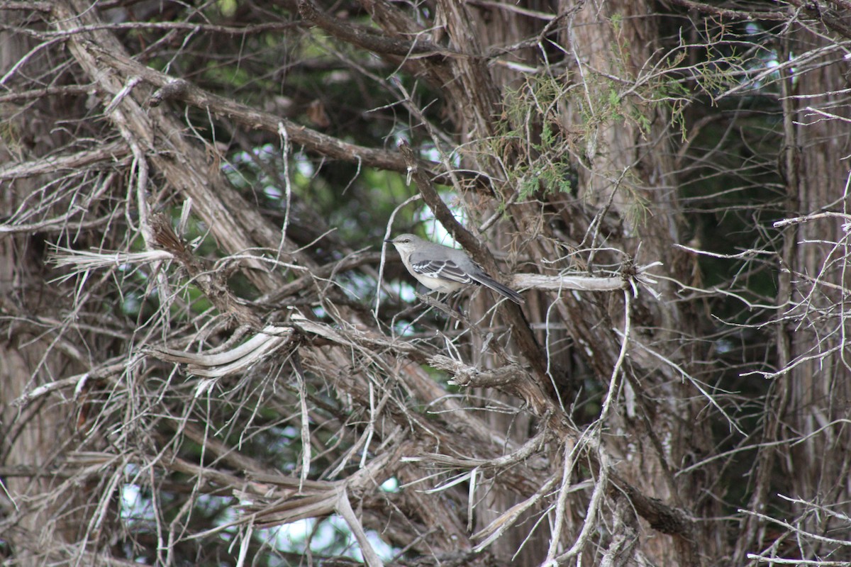 Northern Mockingbird - ML646772923