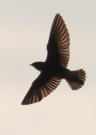 Cliff Swallow (pyrrhonota Group) - ML646772924
