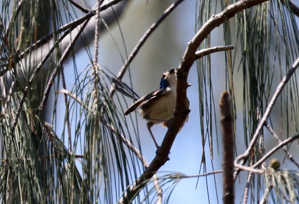 Lovely Fairywren - ML646772925