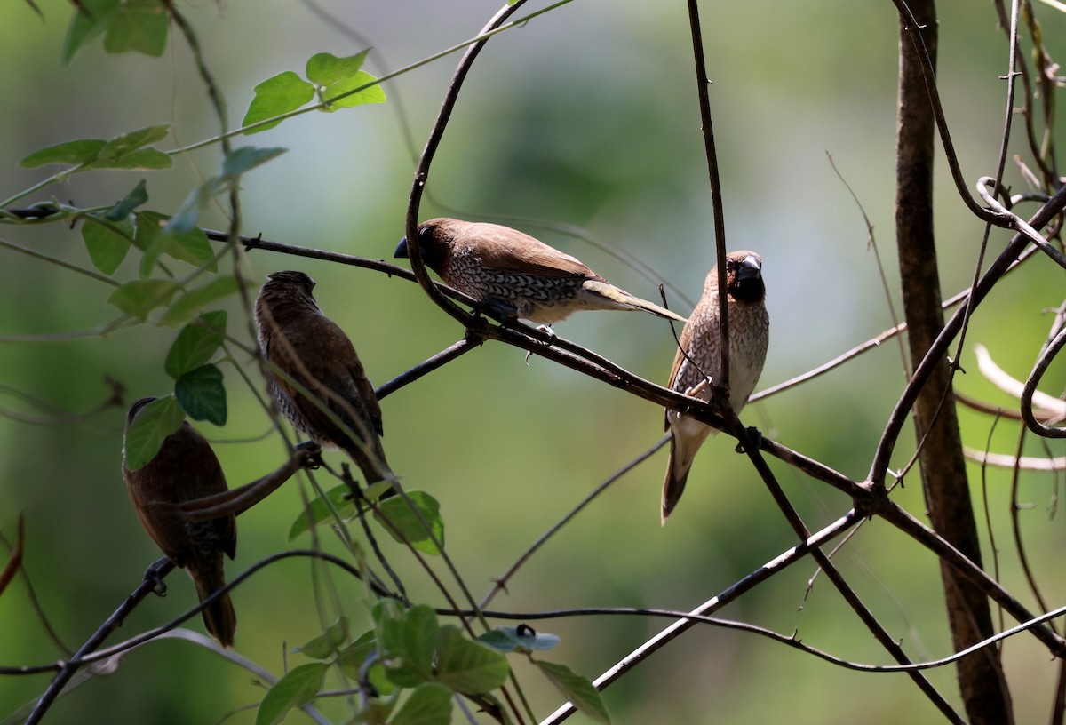 Scaly-breasted Munia - ML646772926