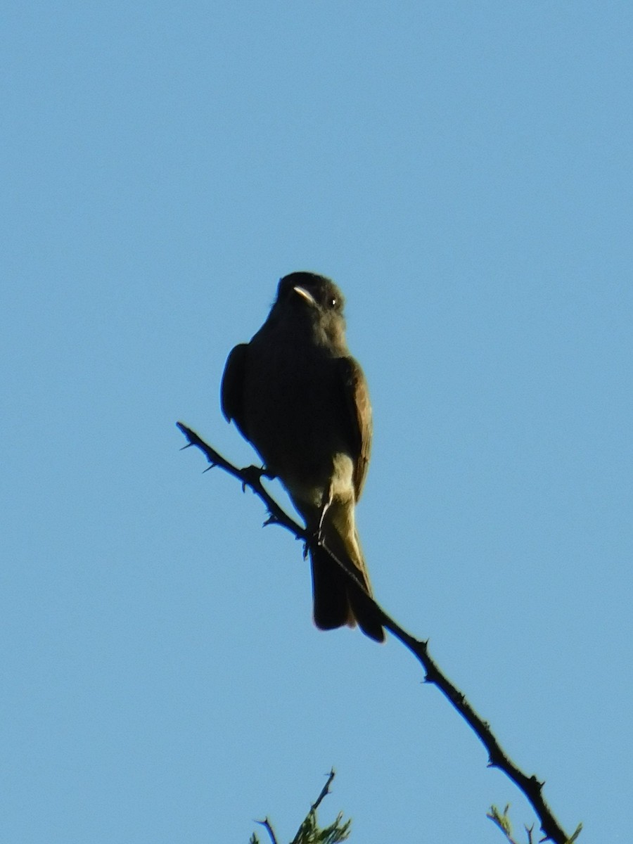 Crowned Slaty Flycatcher - ML646772927