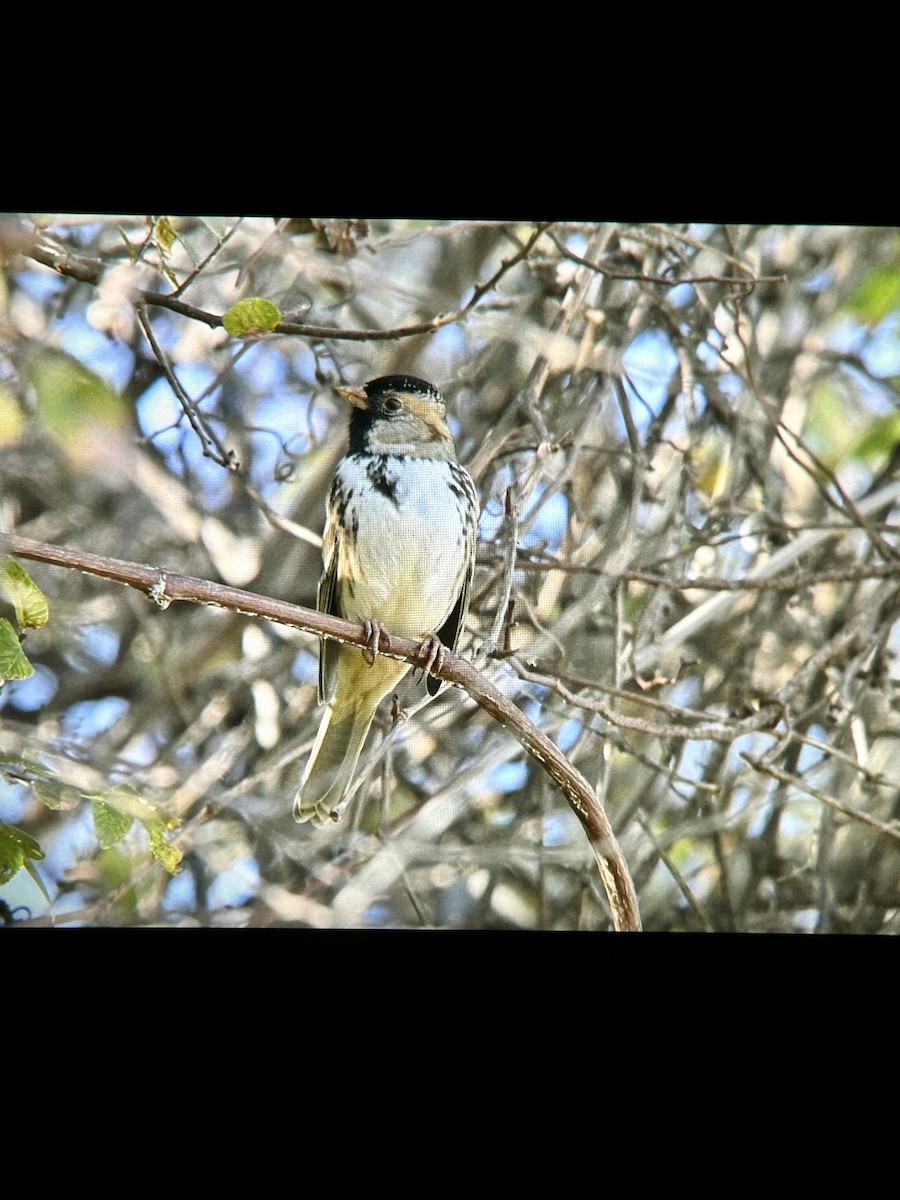 Harris's Sparrow - ML646772933