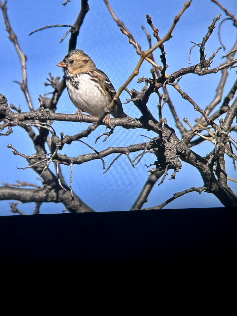 Harris's Sparrow - ML646772934