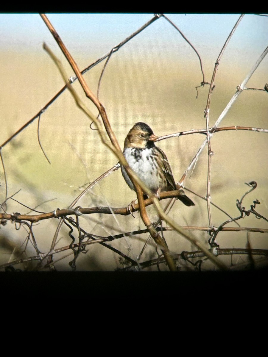 Harris's Sparrow - ML646772935