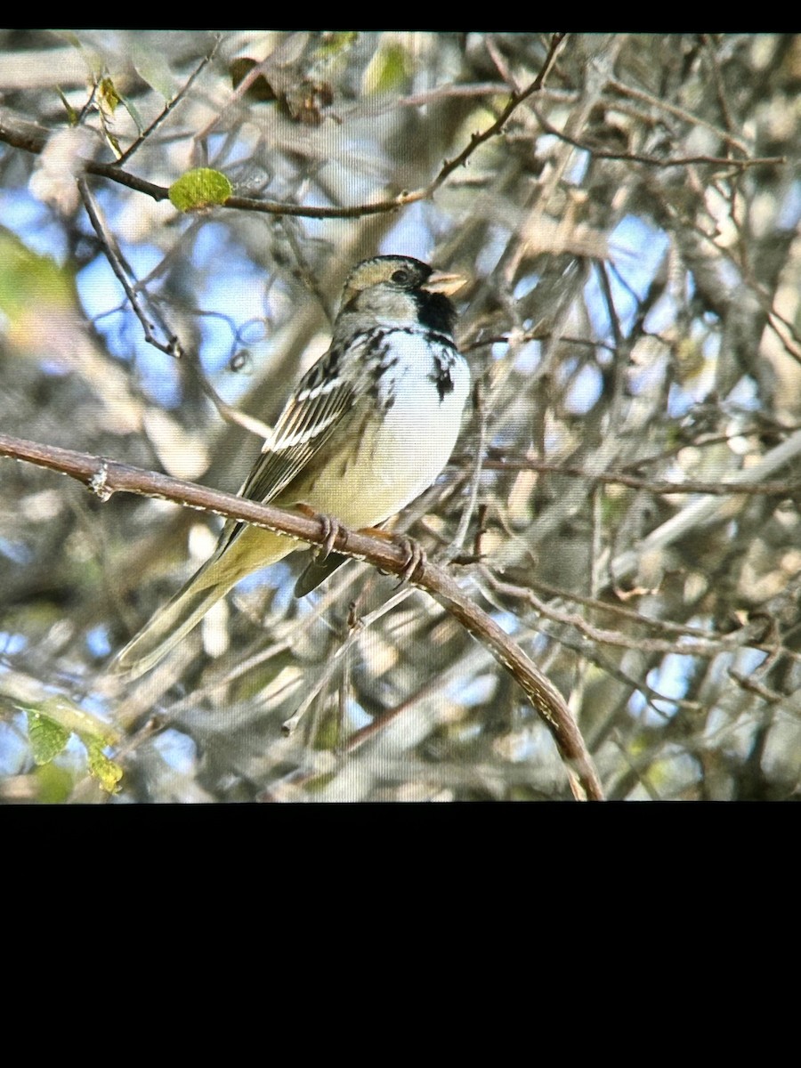 Harris's Sparrow - ML646772936