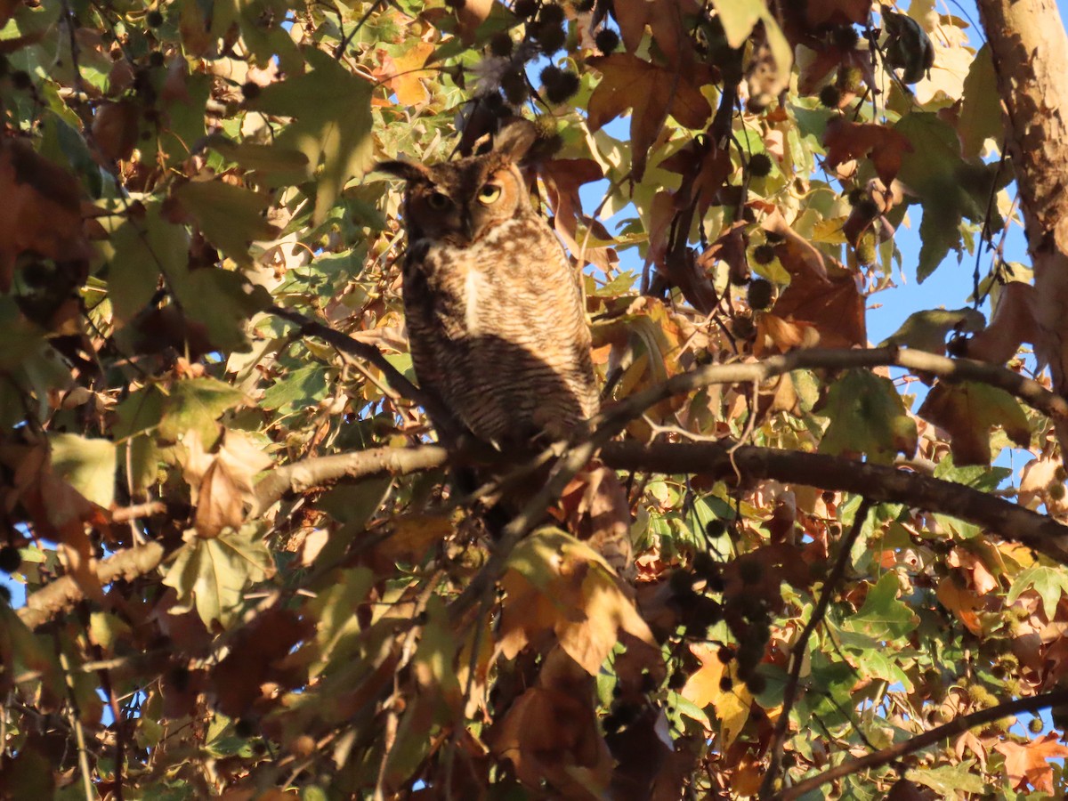 Great Horned Owl - ML646772937