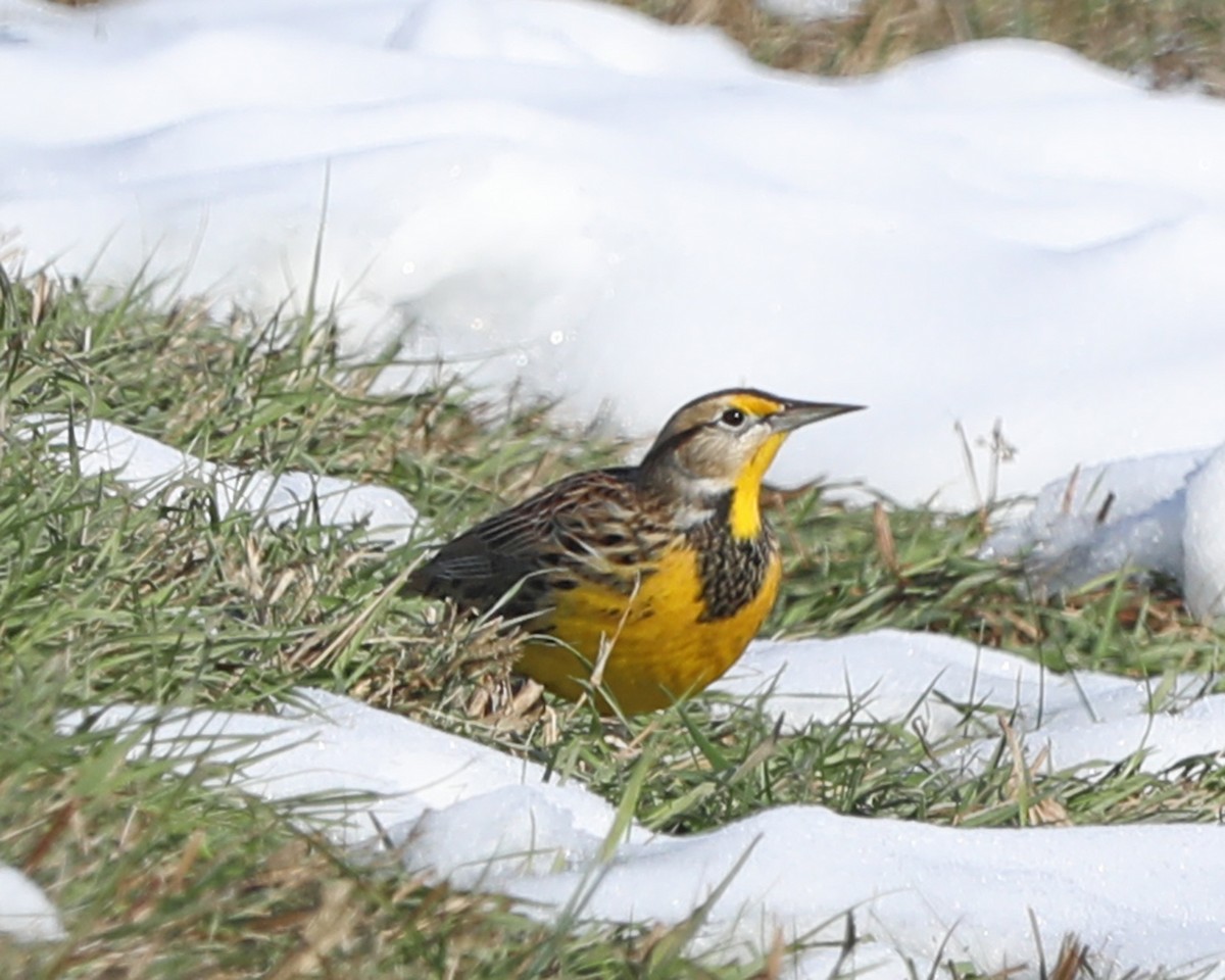 Eastern Meadowlark - ML646772938