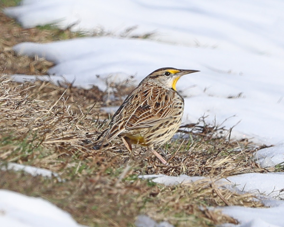 Eastern Meadowlark - ML646772939
