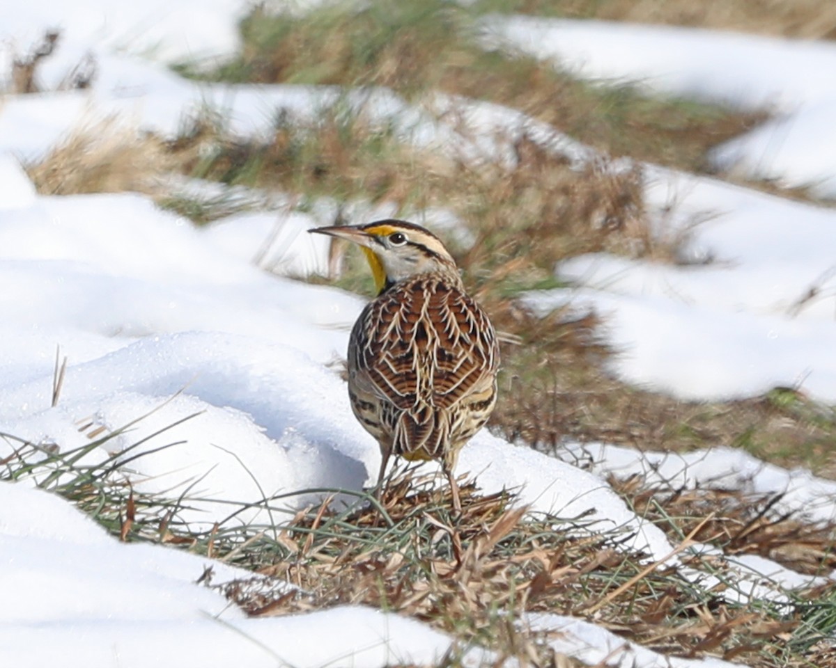 Eastern Meadowlark - ML646772940