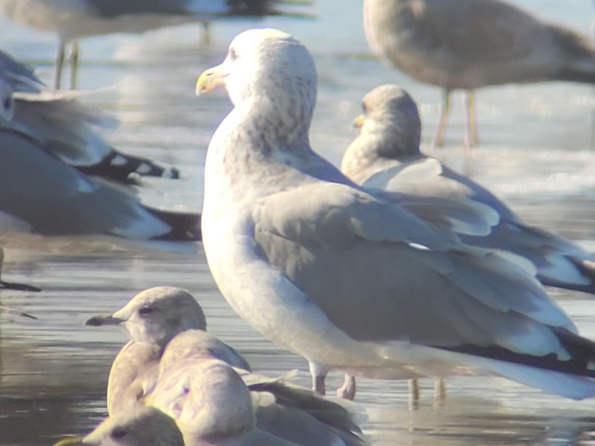 American Herring Gull - ML646772941