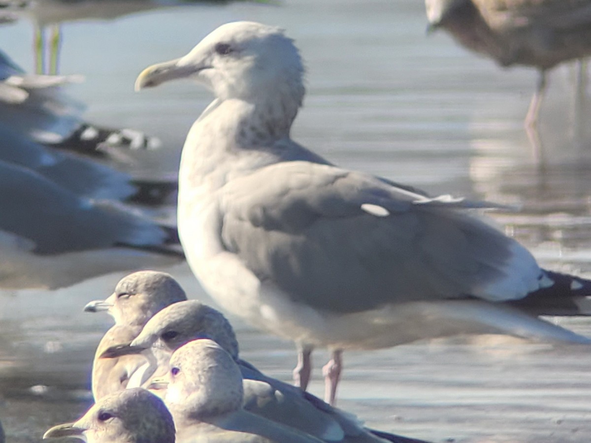 American Herring Gull - ML646772942