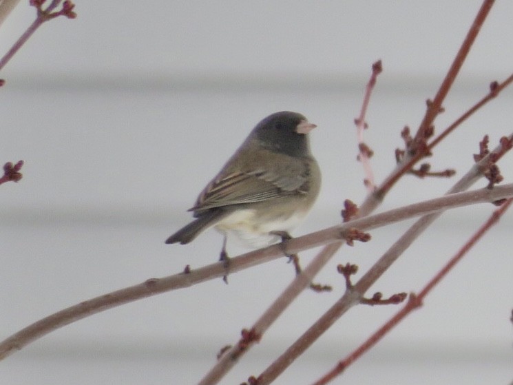 Dark-eyed Junco (Oregon) - ML646772943