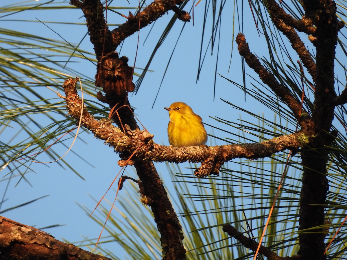 Pine Warbler - ML646772945