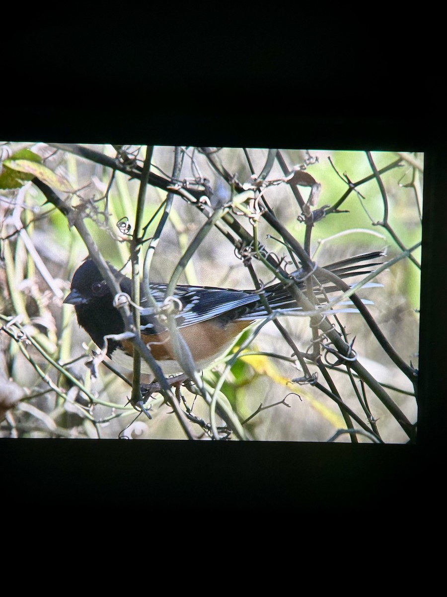Spotted Towhee - ML646772946