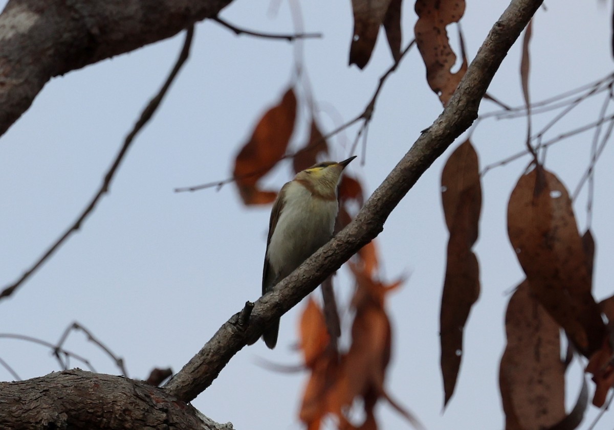 Banded Honeyeater - ML646772947