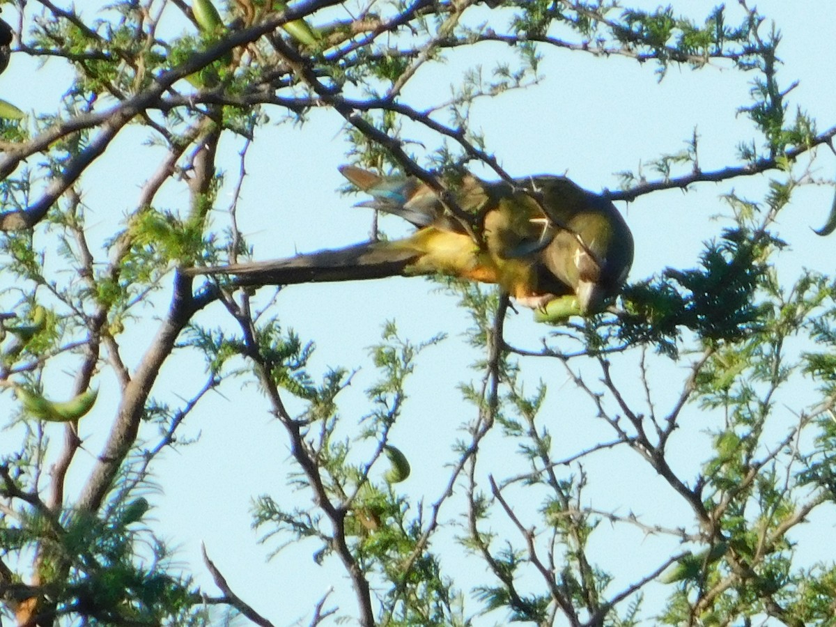 Burrowing Parakeet - ML646772948