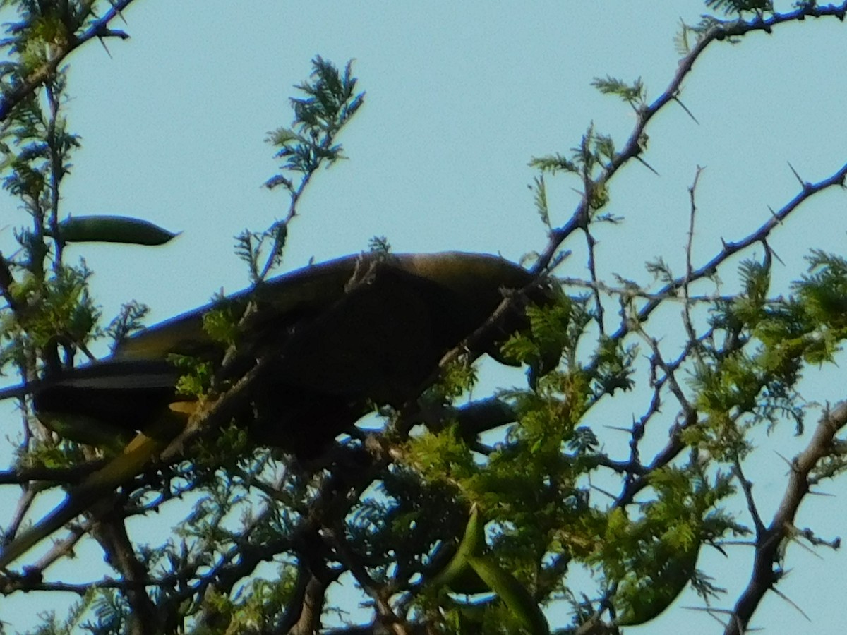 Burrowing Parakeet - ML646772949
