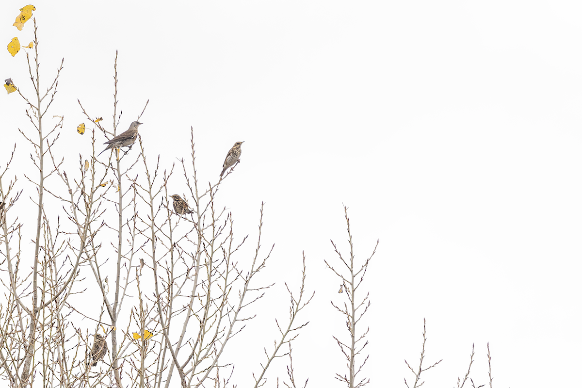 Redwing - ML646772950